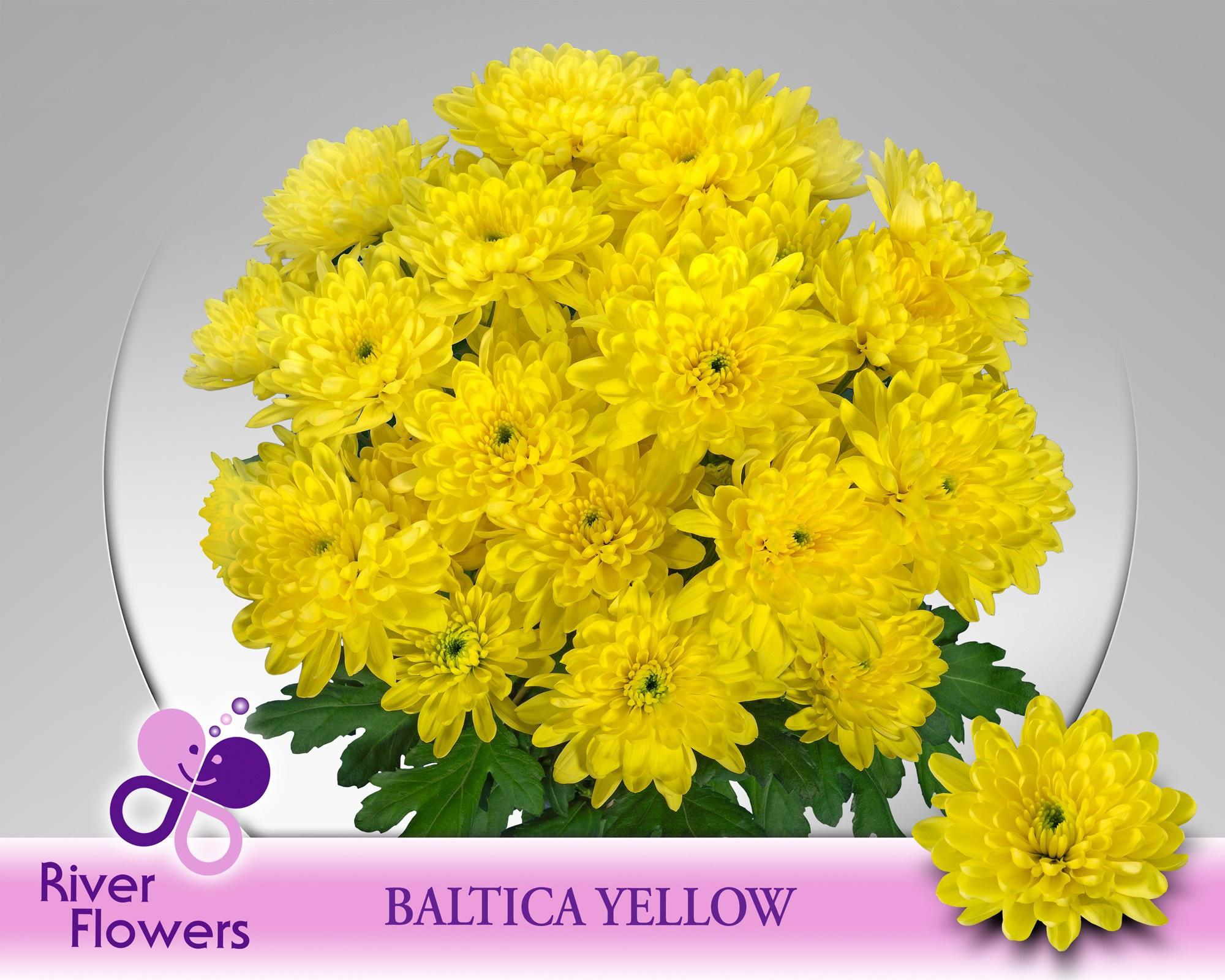 10x Chrysant baltica yellow 70cm