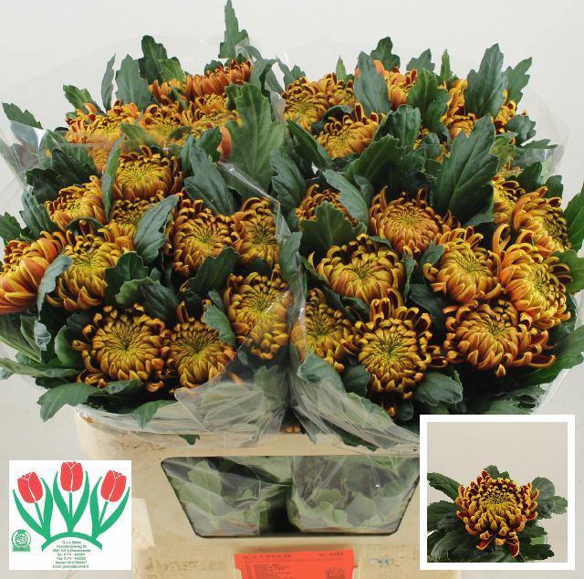 10x Chrysant fuego g 70cm