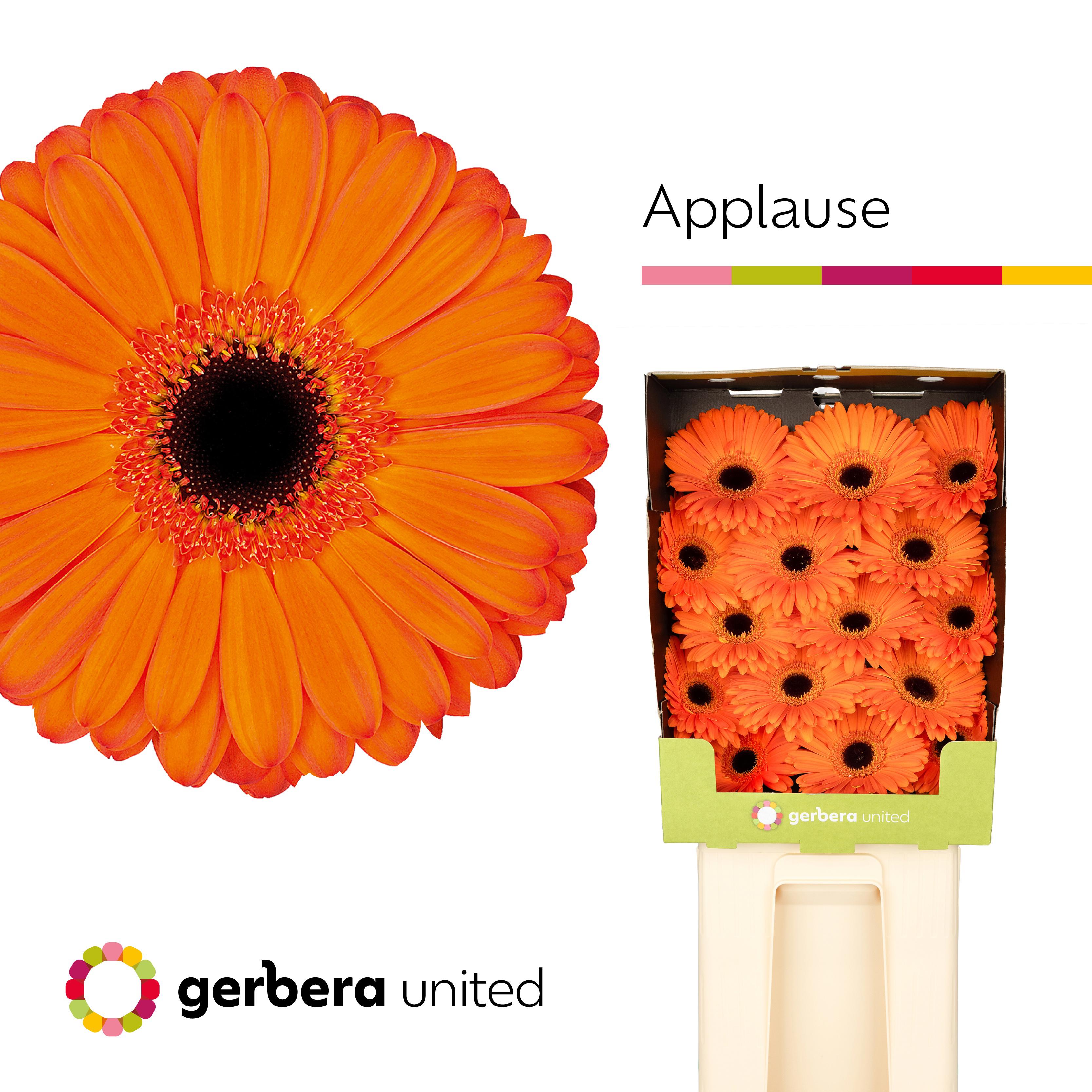 15x Gerb.applause 70cm