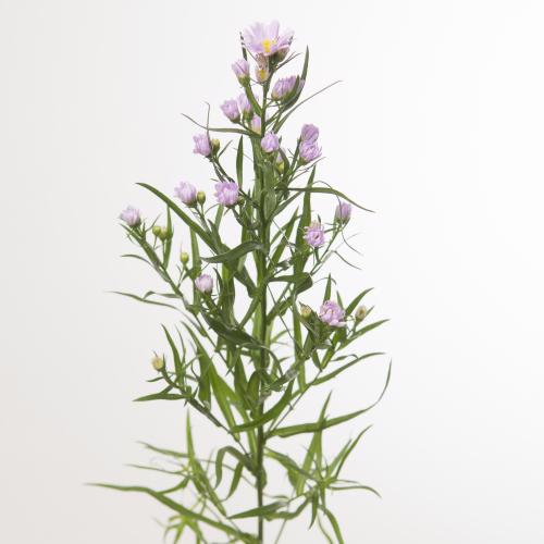 25x Aster claudia 80cm