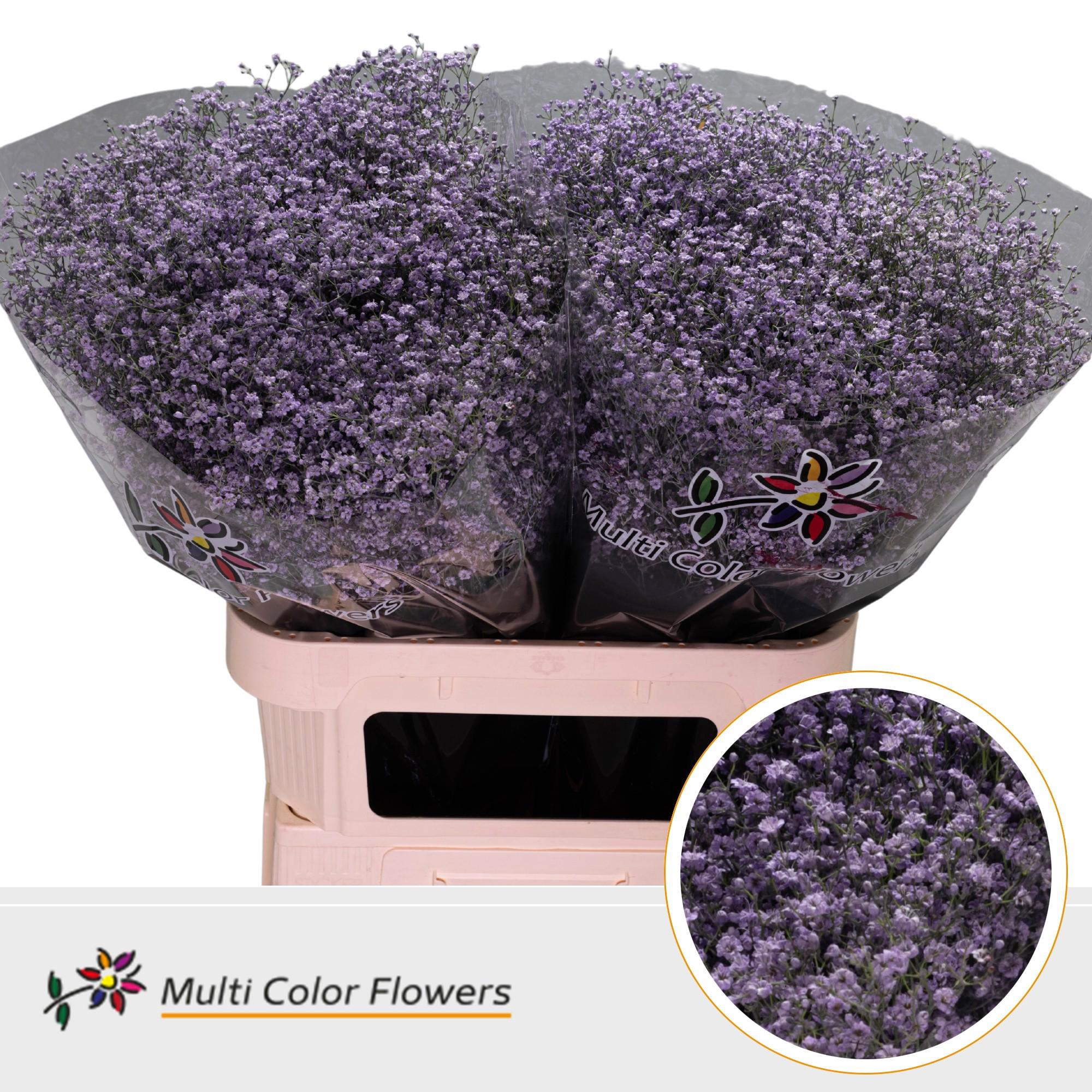 25x Gipskruid m.stars milka 80cm