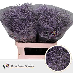 25x Gipskruid m.stars milka 80cm