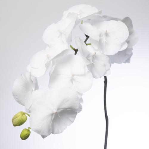 25x Phal.white serenity