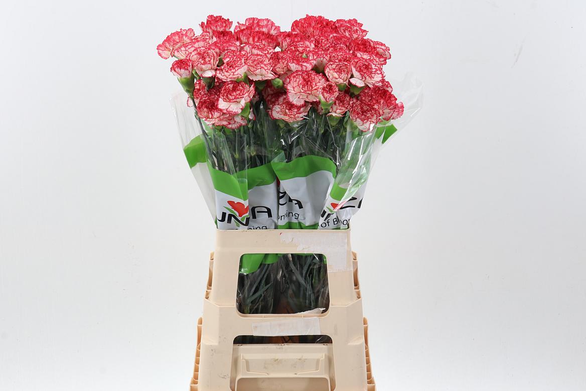 20x Dian.st.sorriso 70cm