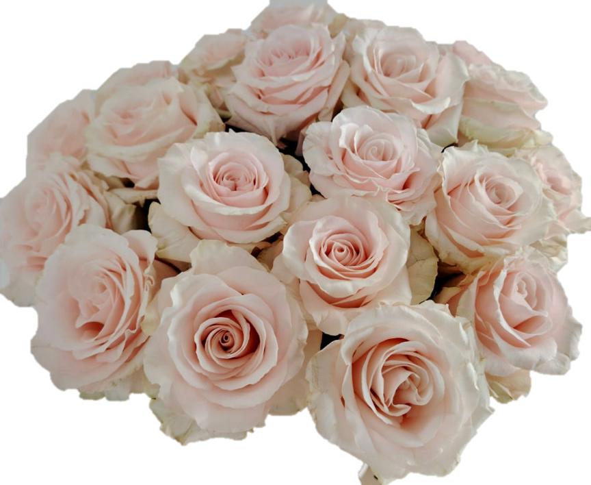25x Rosa sweet beat 60cm