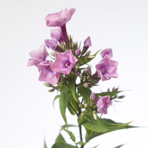 25x Phlox pink eyes 60cm