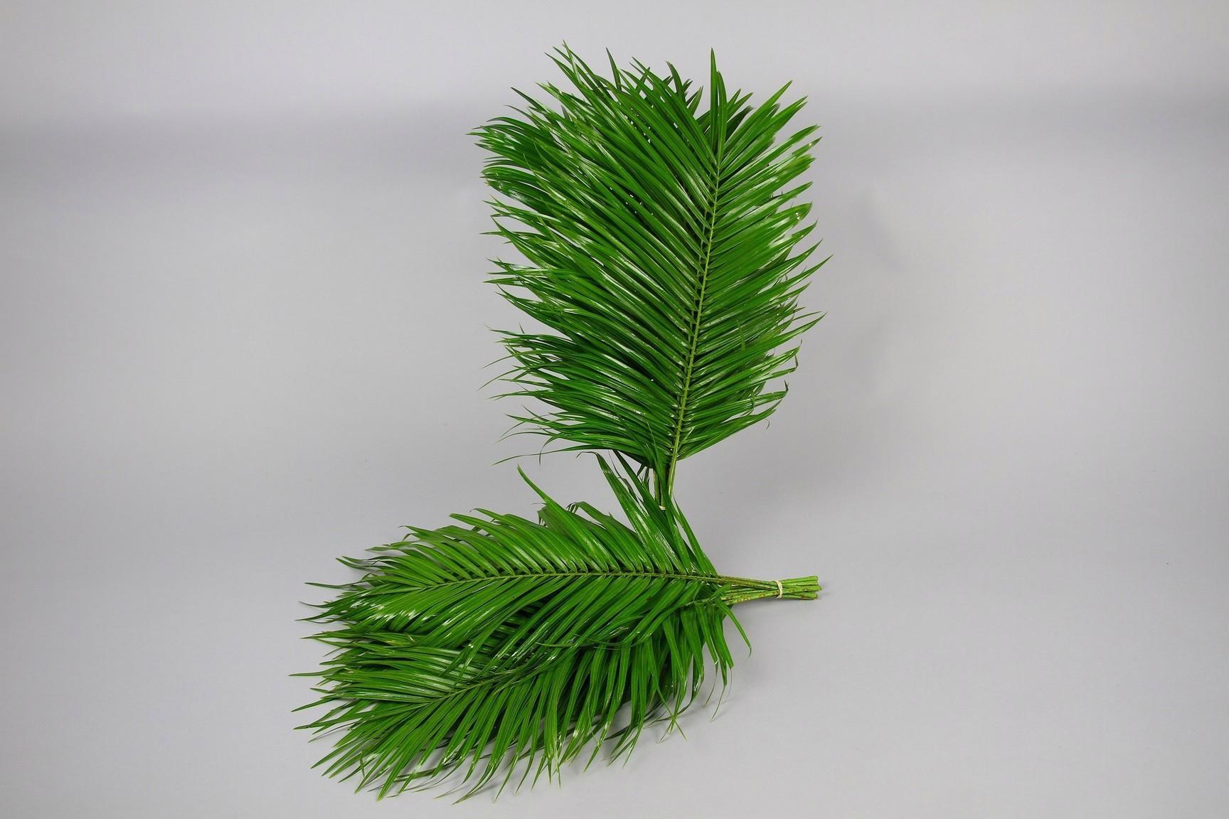1x Sg phoenix 80cm