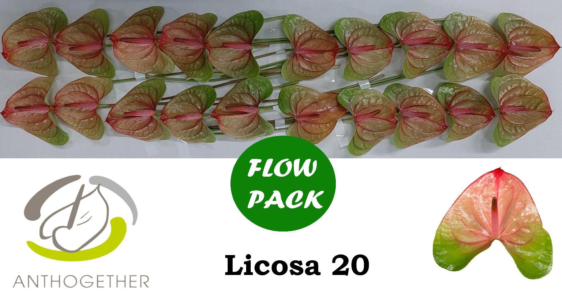 20x Anth.licosa