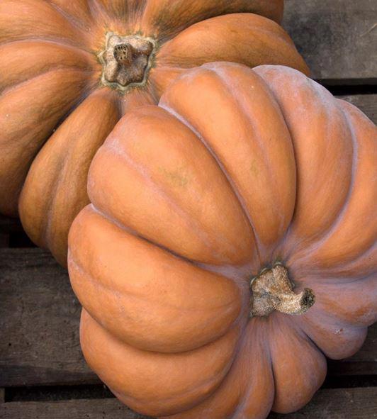 5x Sf cucurbita 10cm