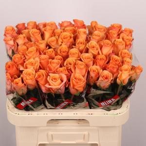 10x Rosa sauti sol 60cm