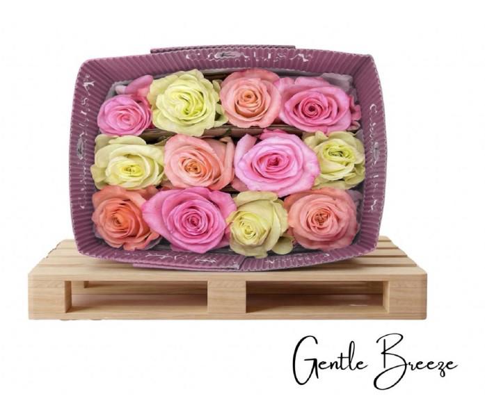 25x Rosa rainbow mix gentle breeze 50cm