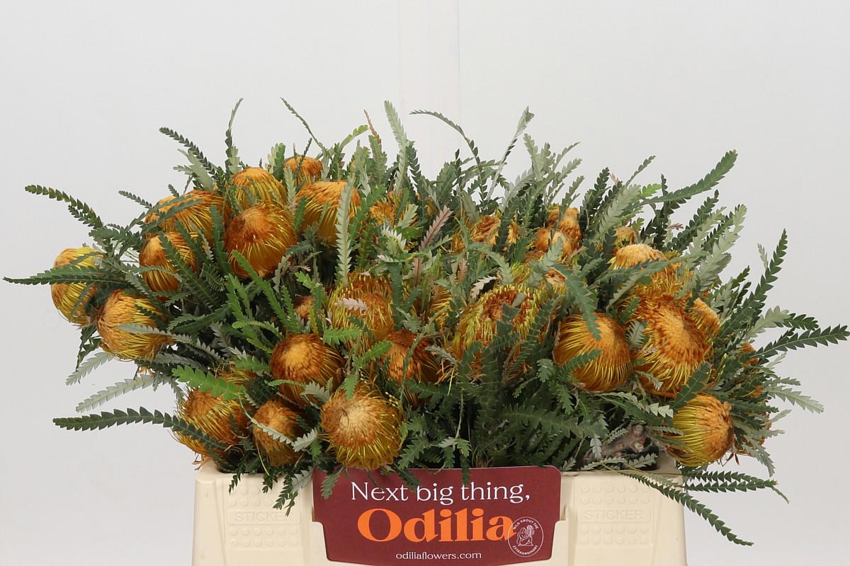 10x Banksia dryandra 30cm