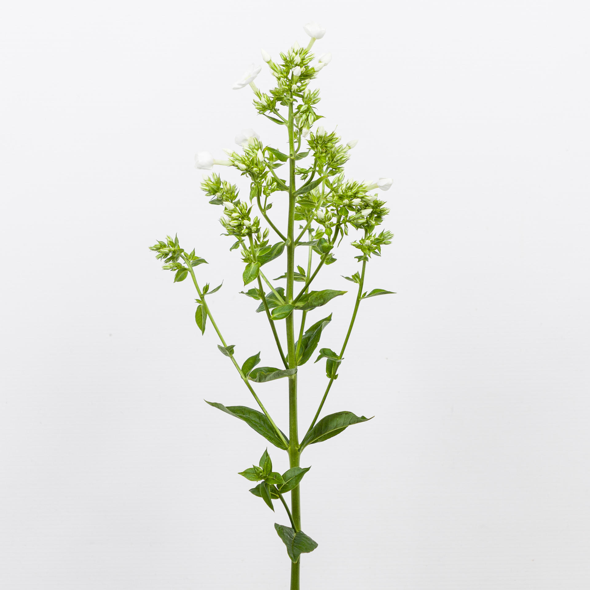 1x Phlox - wit 40cm
