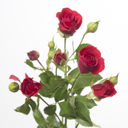 10x Rosa mirabel 60cm