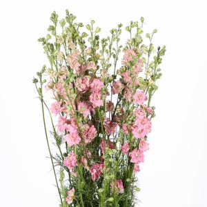 10x Delph.aj.qis pink 80cm
