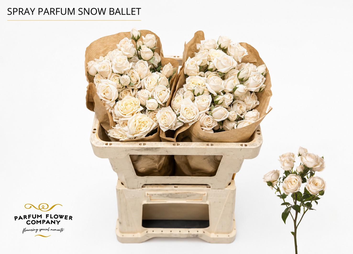 12x Rosa gard.snow ballet 50cm