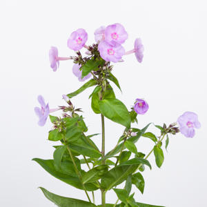 20x Phlox butterlfy 60cm