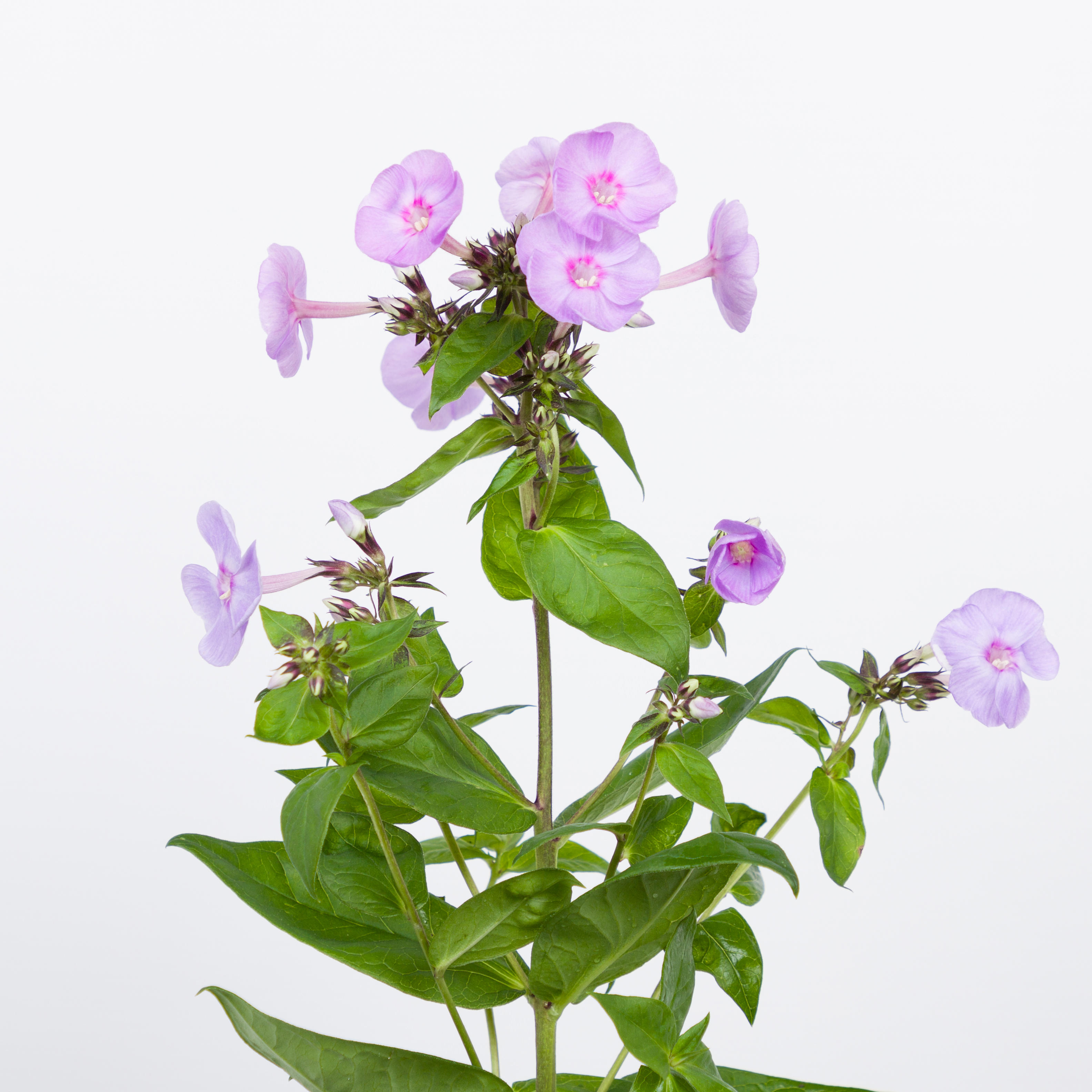 20x Phlox butterlfy 60cm