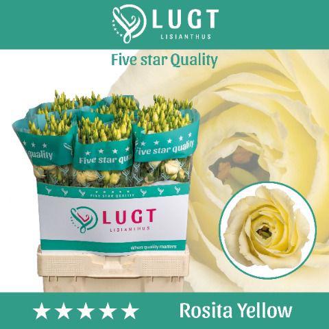 10x Eust.rosita yellow du 70cm