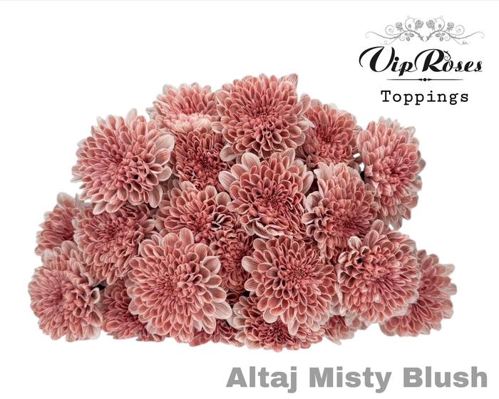 10x Chrysant altaj misty blush 60cm