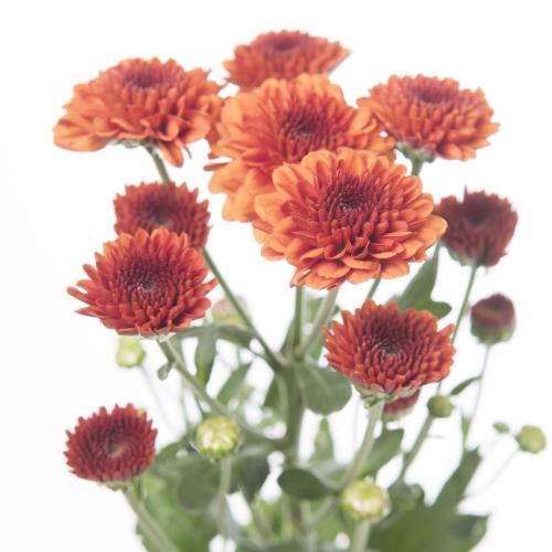 25x Chrysant san.edvaldo 50cm