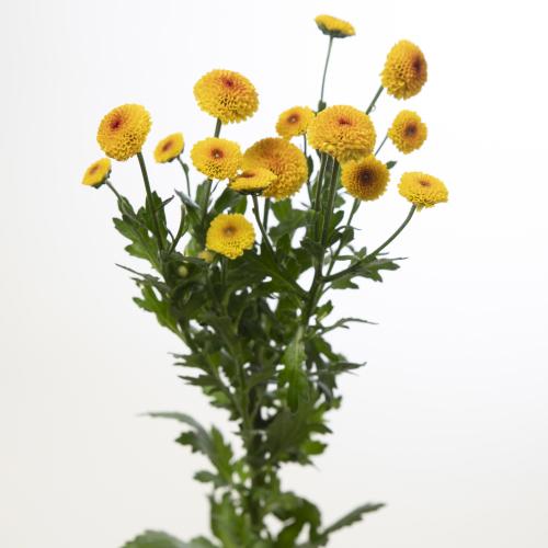 25x Chrysant san.madiba lambo sunrise 50cm