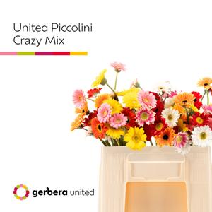 20x Germ.pic.crazy mix var. 50cm