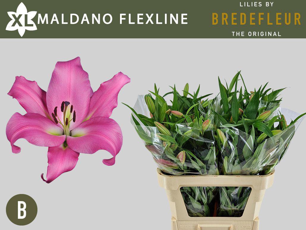 10x Lil.maldano or 80cm