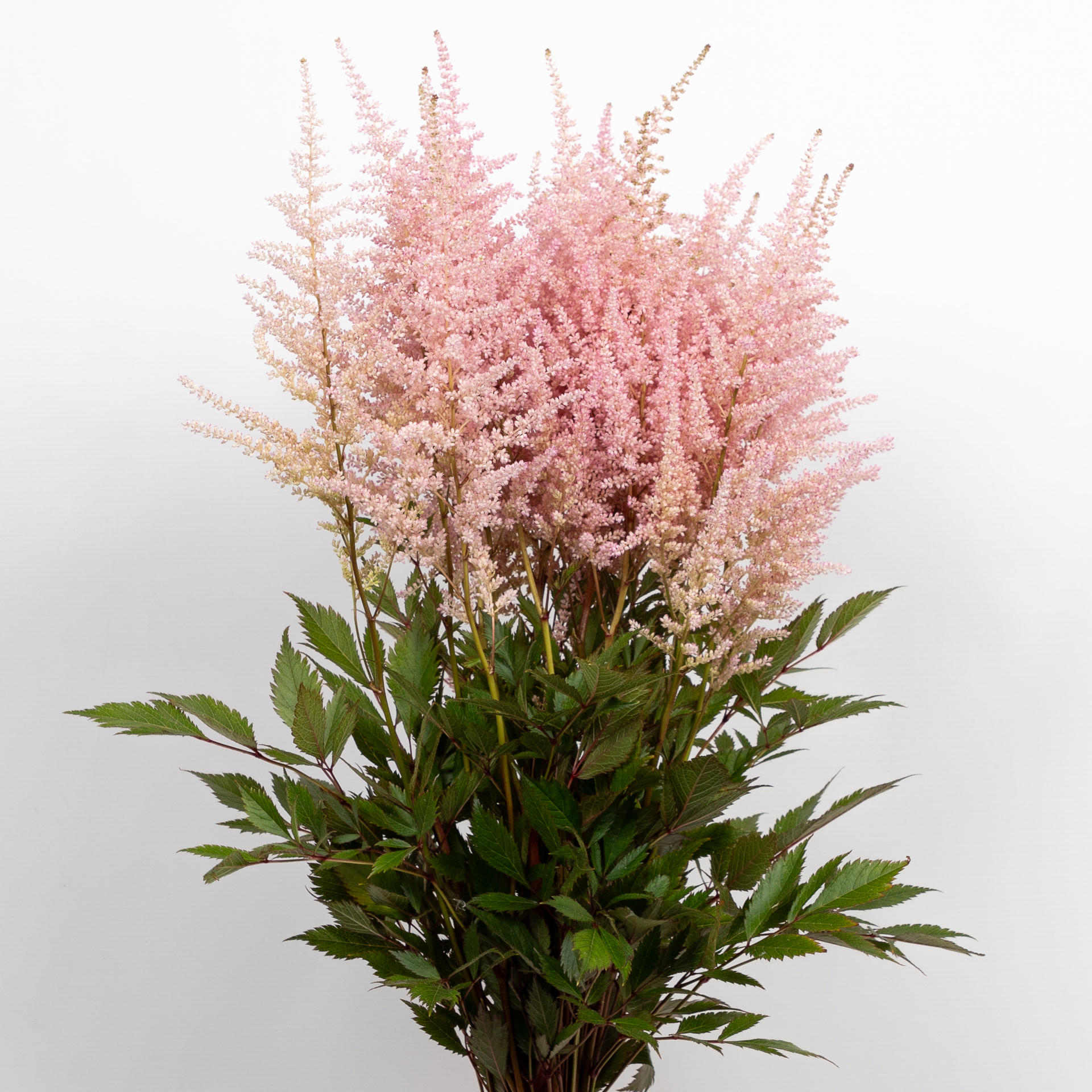 20x Astil.erika 60cm