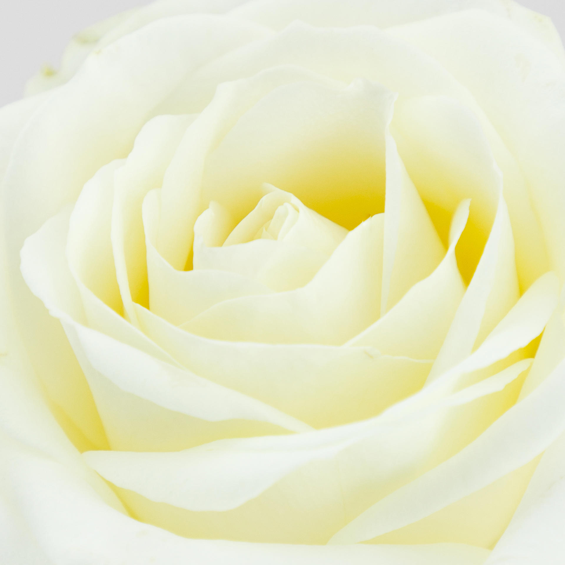 10x Rosa avalanche+ 50cm
