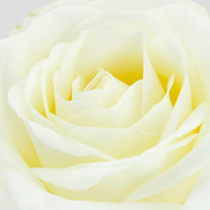 10x Rosa avalanche+ 40cm