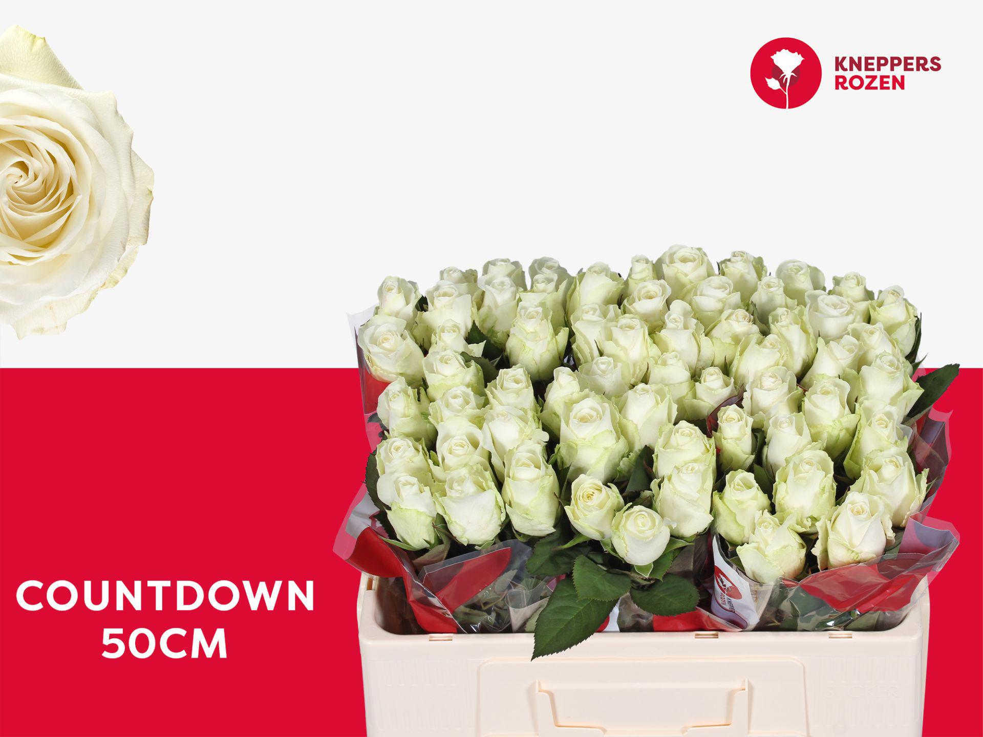 20x Rosa countdown 50cm