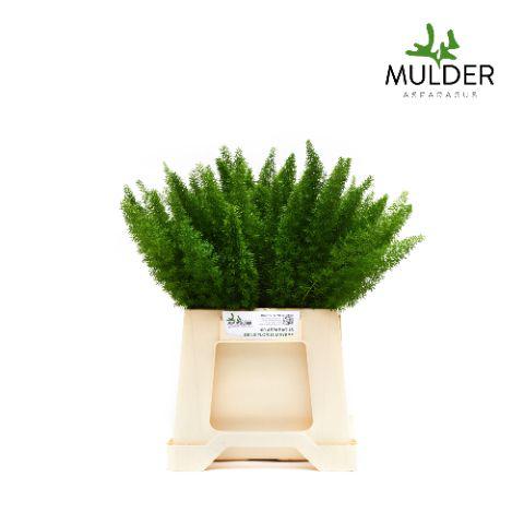 50x Aspar.myers 40cm