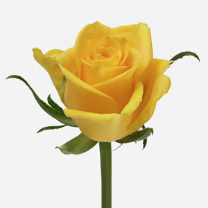 20x Rosa moonwalk 50cm