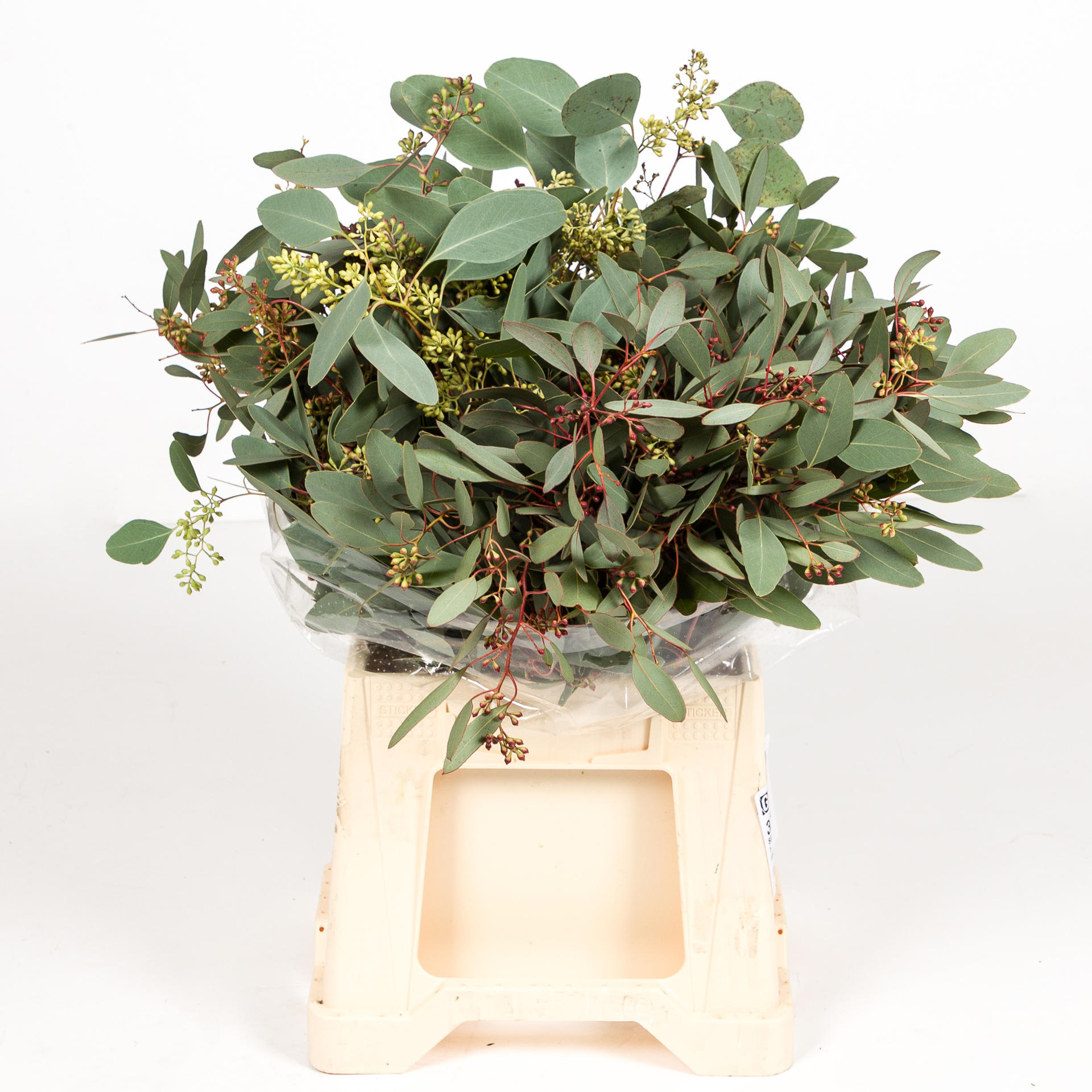 5x Sg eucalyptus pol.bes kort 40cm