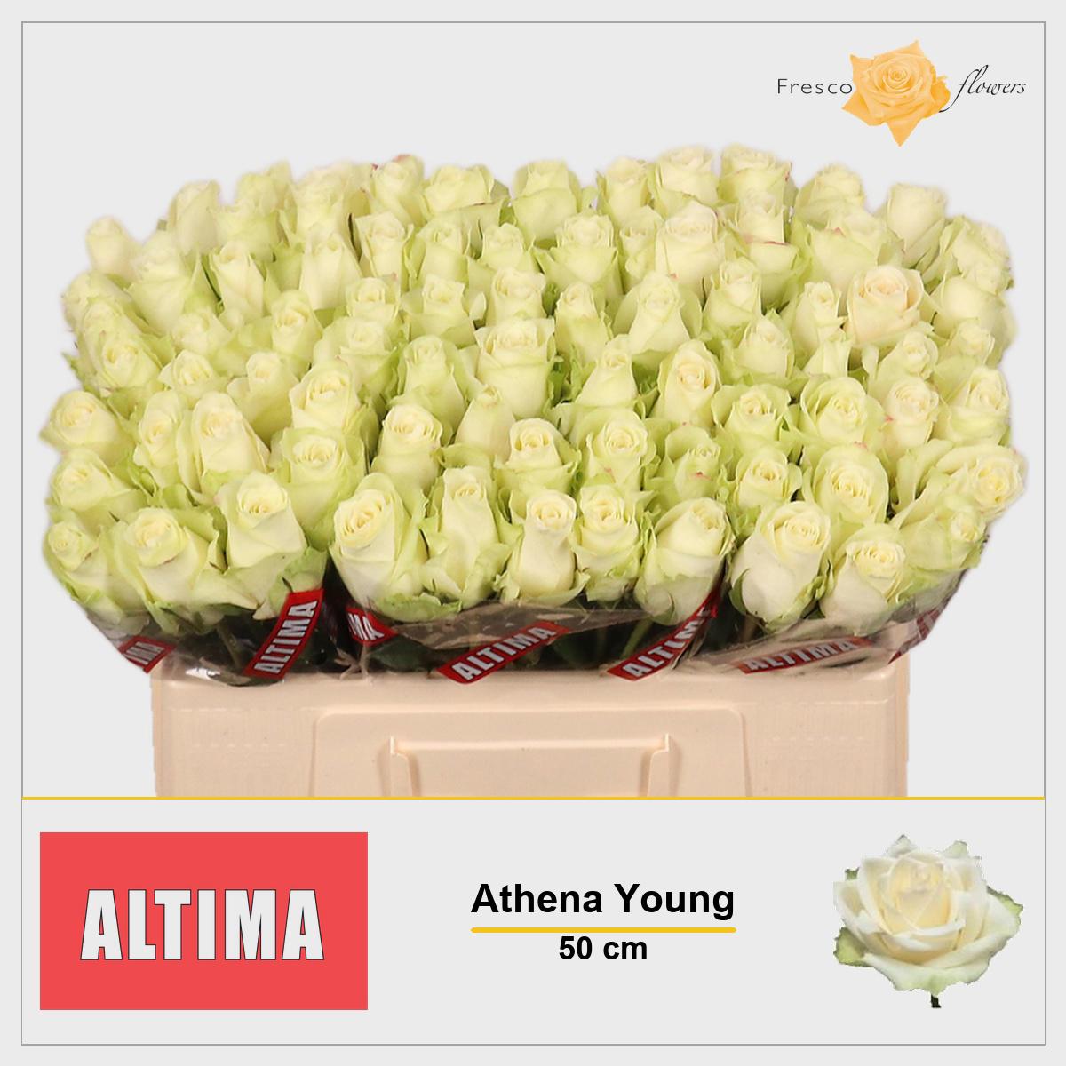 20x Rosa athena 50cm