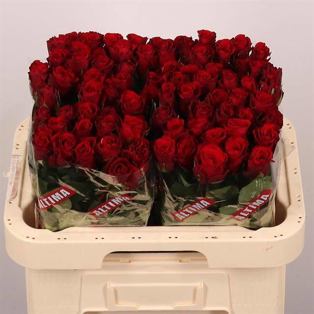 20x Rosa upper class 60cm