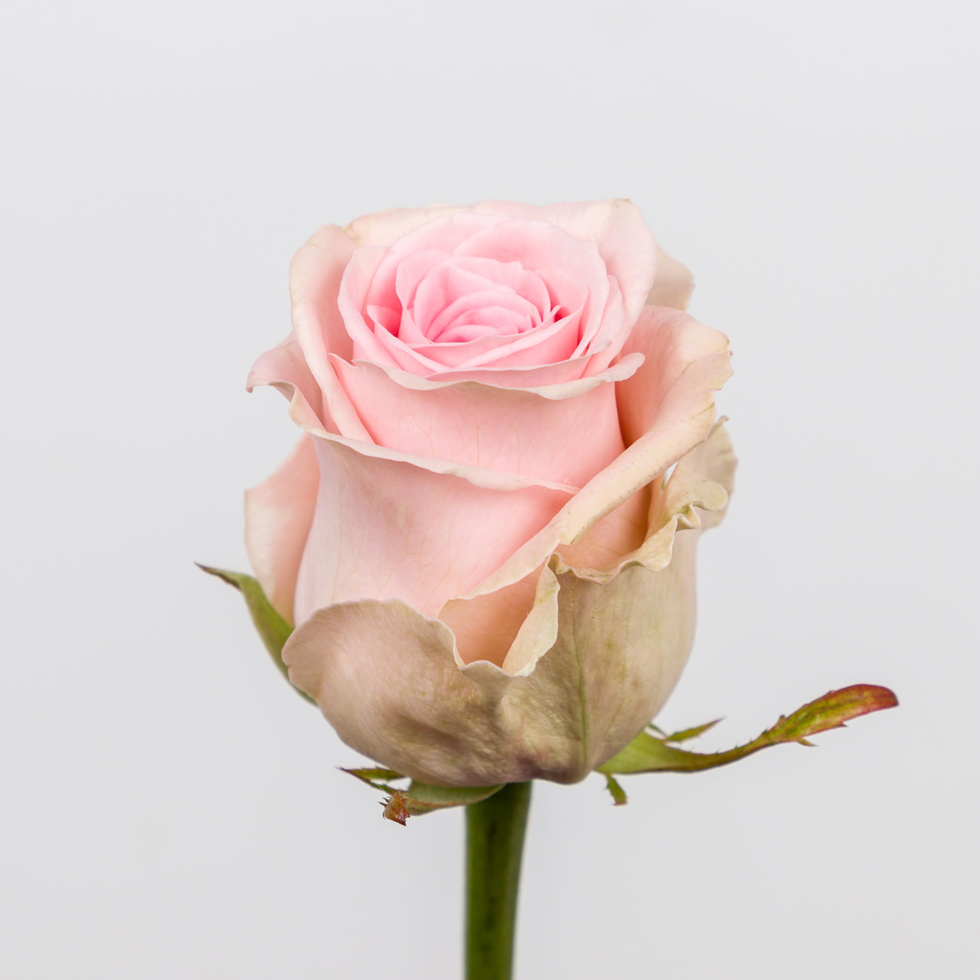 10x Rosa sweet dolomiti 40cm