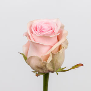 10x Rosa sweet dolomiti 40cm