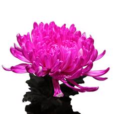 10x Chrysant antonov erica 60cm