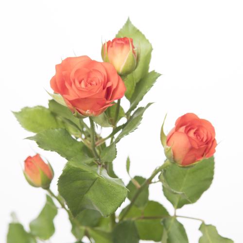 10x Rosa babe 60cm