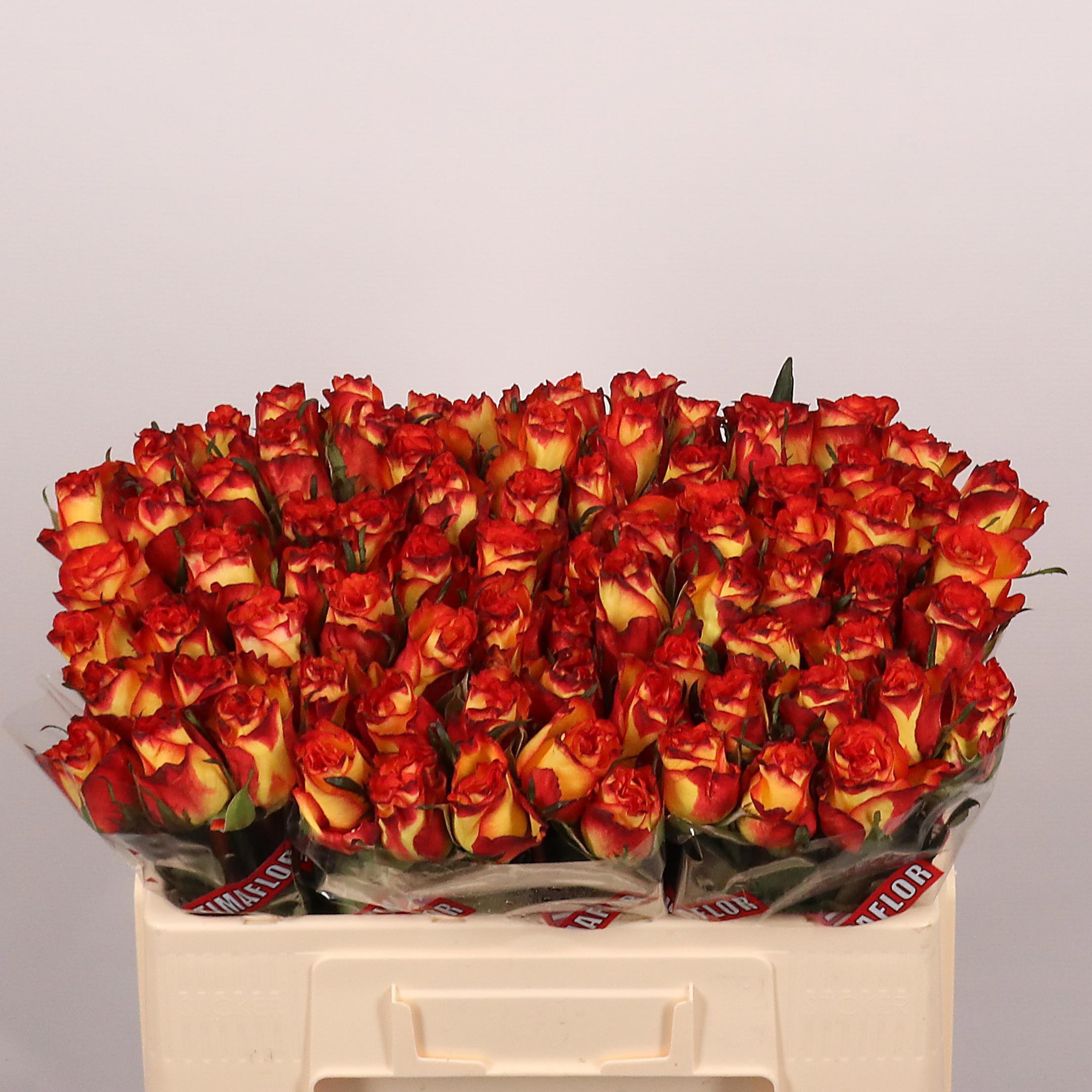20x Rosa high & magic 50cm