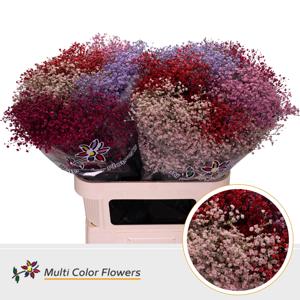 25x Gipskruid m.stars love mix 80cm