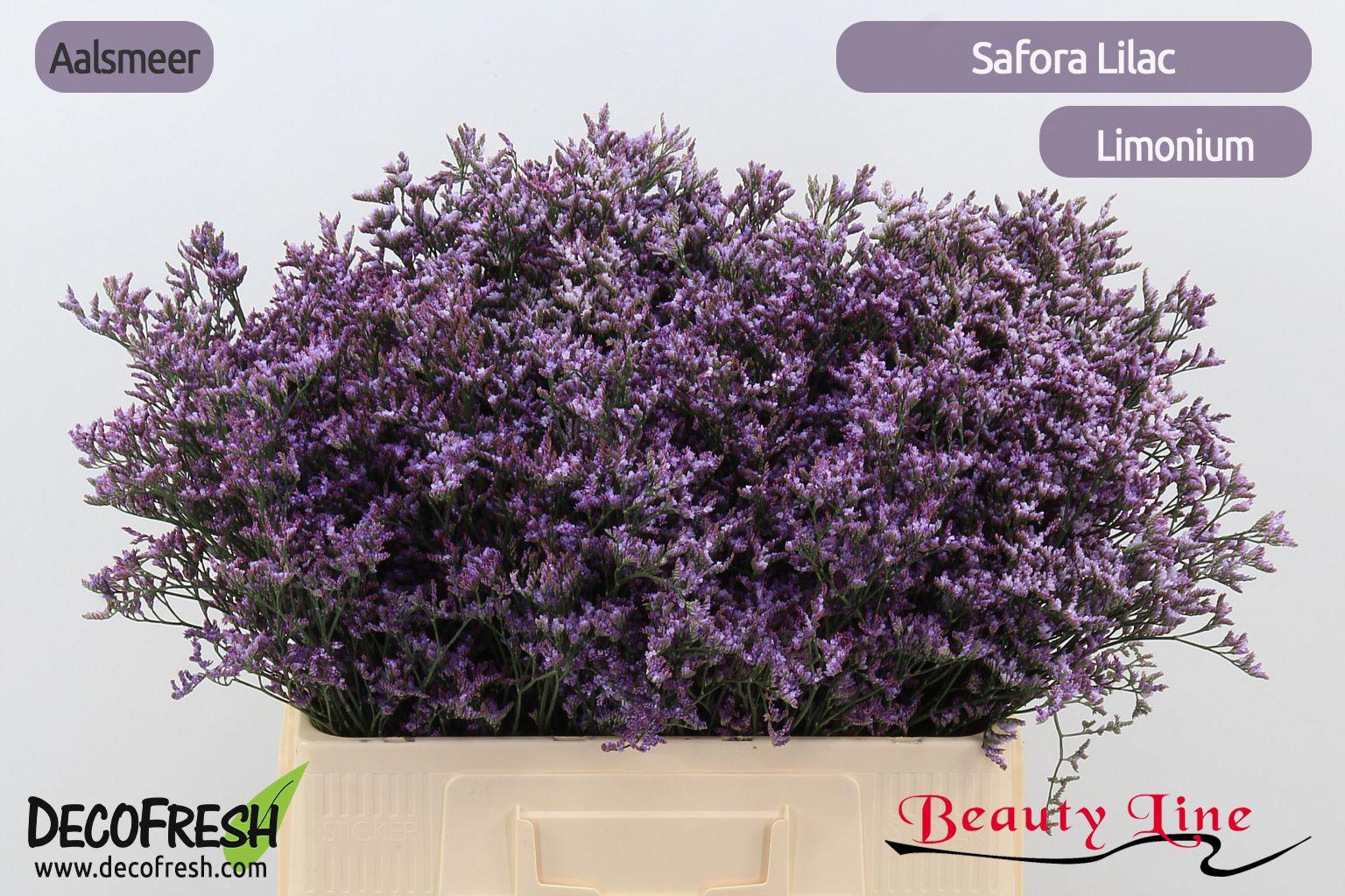 25x Lim.safora lilac 60cm