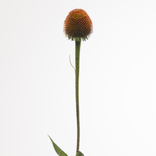 20x Echinacea purpurea