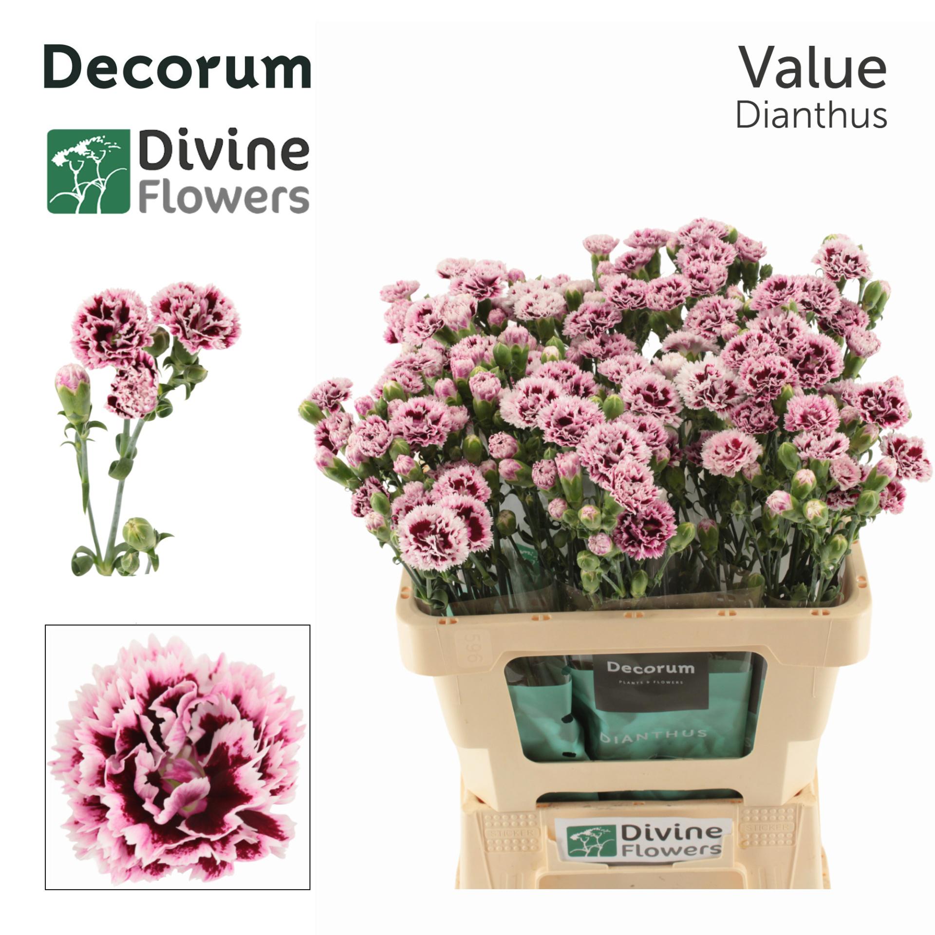 10x Dian.tr.fiorino value 60cm