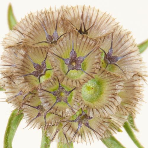 20x Scabiosa stellata 70cm