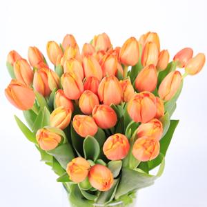 50x Tulipa ad rem en 40cm