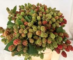 10x Sf rubus chester thornless 40cm