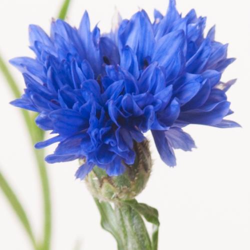 40x Centaurea cyanus 50cm